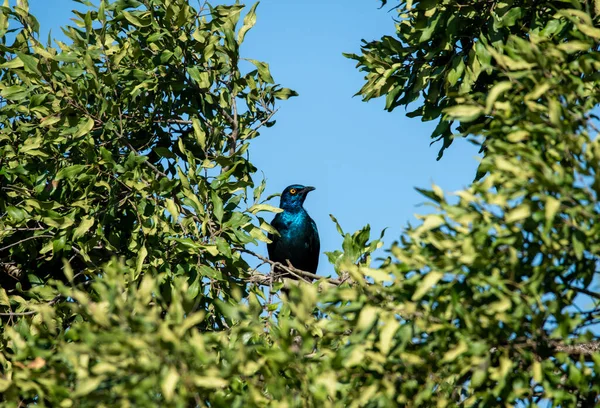 在自然条件下打猎时 树上美丽的斑鸠 — 图库照片