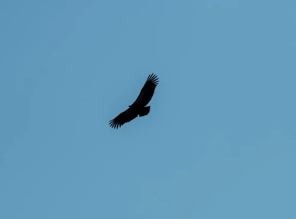 Bellissimo Uccello Variopinto Albero Mentre Caccia Condizioni Naturali — Foto Stock