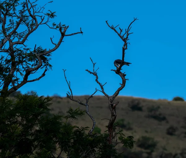 Schöner Kunterbunter Vogel Auf Einem Baum Bei Der Jagd Unter — Stockfoto