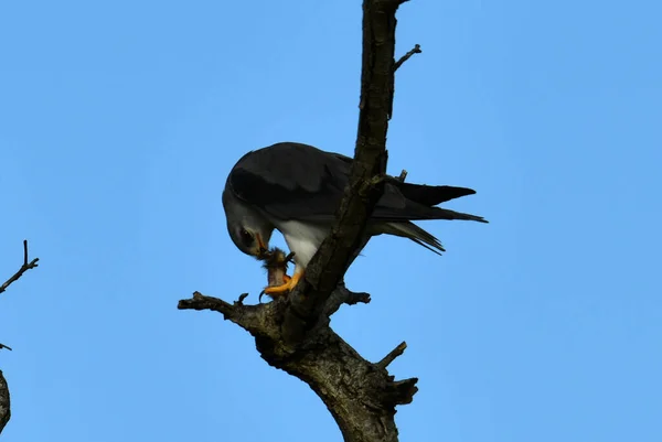 Schöner Kunterbunter Vogel Auf Einem Baum Bei Der Jagd Unter — Stockfoto