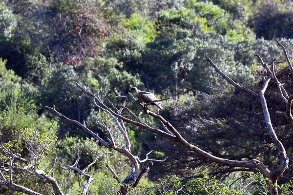 自然の中で狩りをしながら木の上で美しいモトリー鳥 — ストック写真