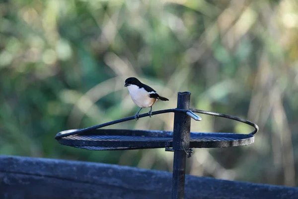 Belo Pássaro Variegado Uma Árvore Enquanto Caça Condições Naturais — Fotografia de Stock