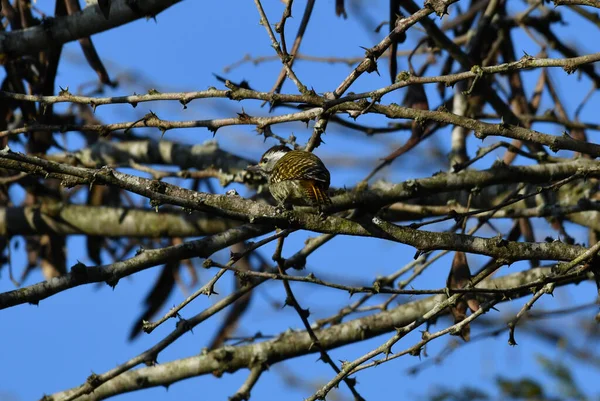 Schöner Kunterbunter Vogel Auf Einem Baum Bei Der Jagd Unter — Stockfoto