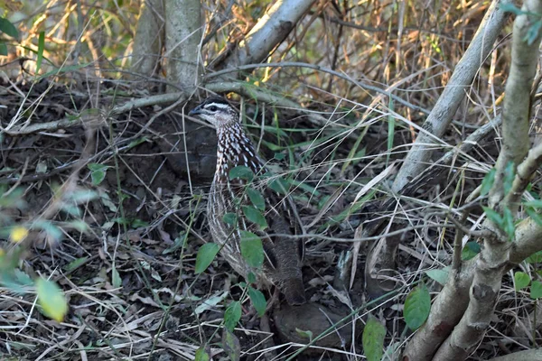 아름다운 물총새가 상태에서 사냥을 하면서 나무에 — 스톡 사진