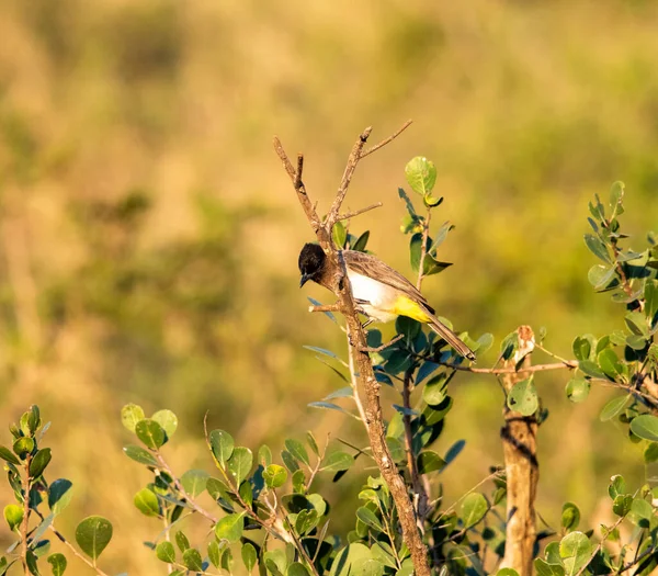 美しい木の上のモトリー鳥In Vivo — ストック写真