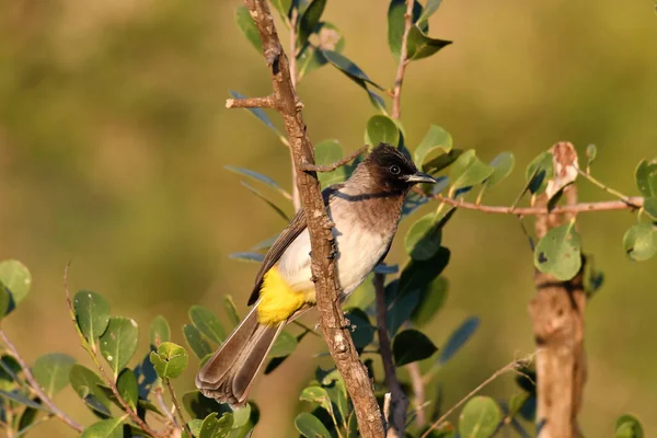 Schöner Kunterbunter Vogel Auf Einem Baum Blumen Vivo — Stockfoto