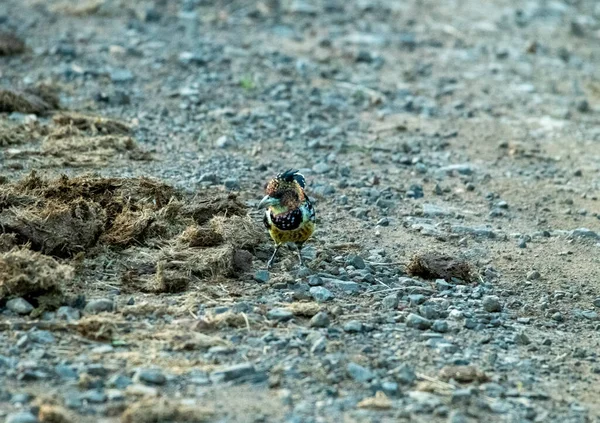 아름다운 물총새 — 스톡 사진