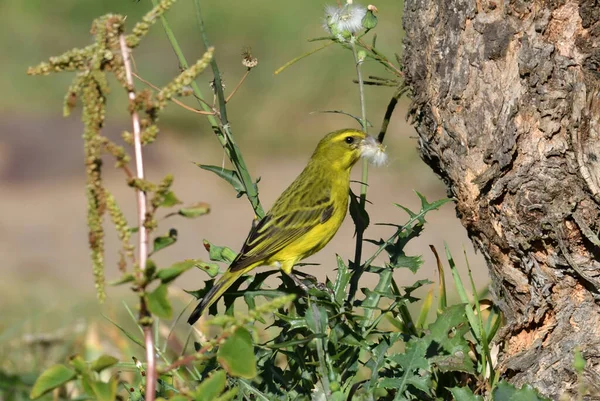 Schöner Kunterbunter Vogel Auf Einem Baum Blumen Vivo — Stockfoto