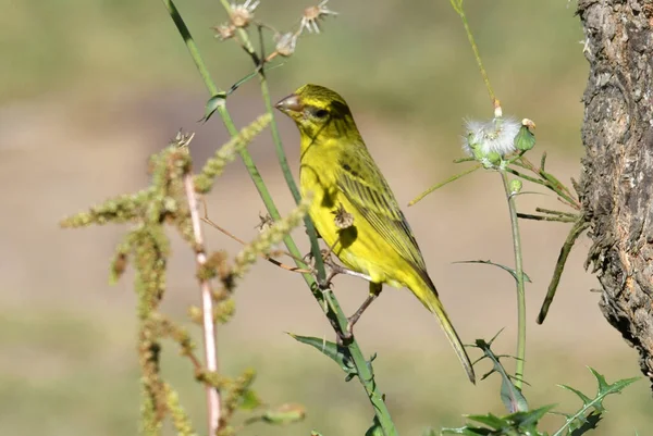 beautiful motley bird on a tree in flowers in vivo