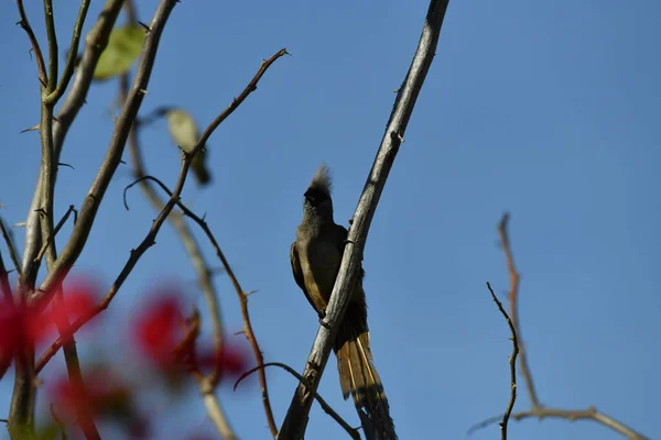 Beautiful Motley Bird Tree Flowers Vivo — Stock Photo, Image