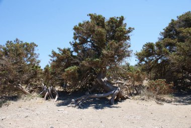 Denizde ıssız bir adada antik sedir ağaçları.