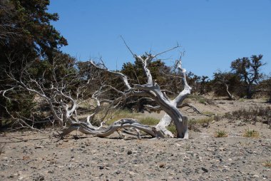 Denizde ıssız bir adada antik sedir ağaçları.