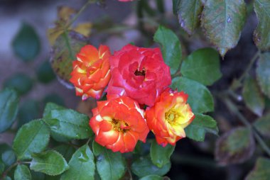 Yeşil arkaplanda kırmızı-sarı güller