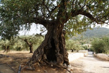 Kalın gövdeli yaşlı zeytin ağacı