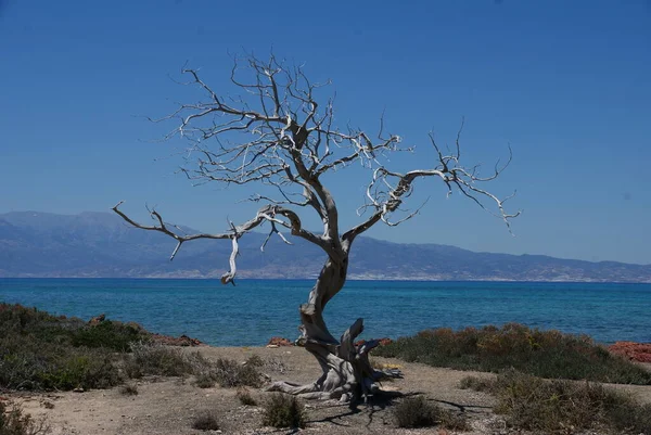 Antichi Cedri Isola Sabbiosa Deserta Nel Mare — Foto Stock