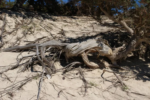 Denizde ıssız bir adada antik sedir ağaçları.