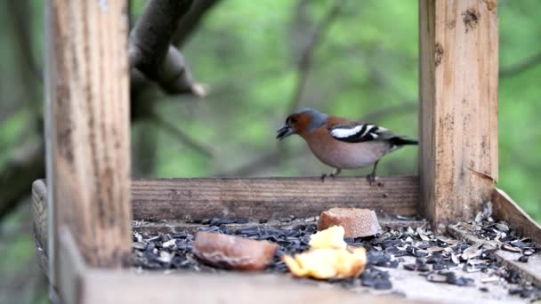 Beaux Oiseaux Recherche Nourriture Dans Nature — Video