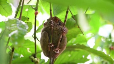 Kahverengi tarsier yapraklarla kaplı bir ağaca saklanır ve dünyaya büyük gözlerle bakar.