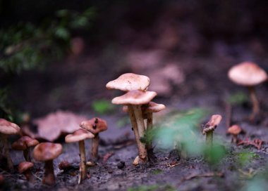 Genç mantarlar yağmurdan sonra topraktan çıktılar.