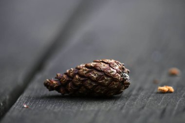 Gri bir masada kahverengi bir koni ile sakin bir hayat