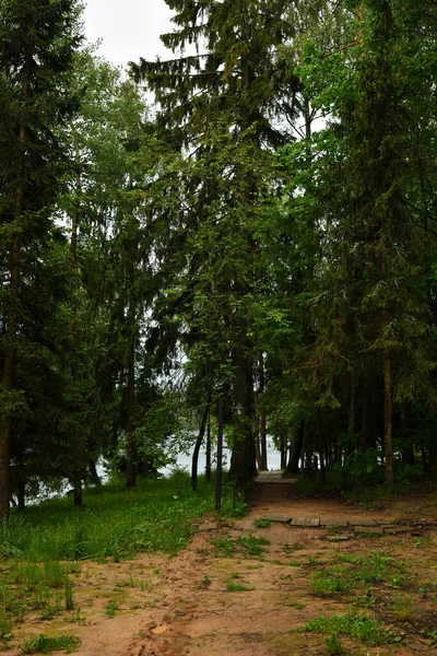 Krajobraz Molo Rzece Lesie — Zdjęcie stockowe