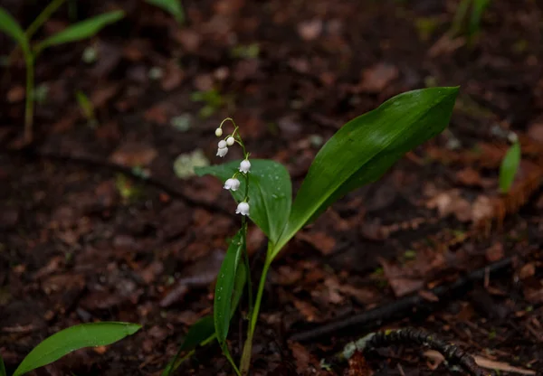 Lírios Florestais Vale Depois Chuva Uma Clareira Florestal — Fotografia de Stock