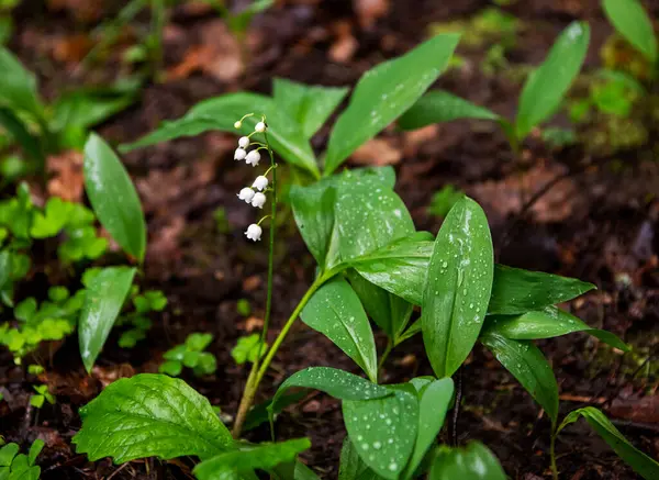 Bos Lelies Van Vallei Regen Een Bos Glade — Stockfoto