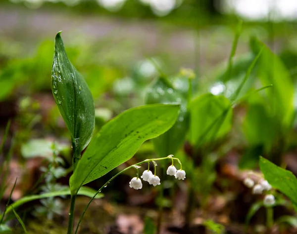 Lírios Florestais Vale Depois Chuva Uma Clareira Florestal — Fotografia de Stock