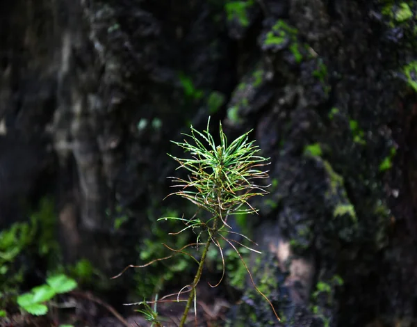 Skogsväxter Efter Regn Naturlig Bakgrund — Stockfoto