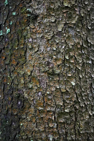 Landskap Med Brygga Älven Och Skog — Stockfoto