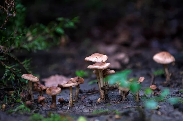 Cogumelos Jovens Depois Que Chuva Subiu Chão — Fotografia de Stock