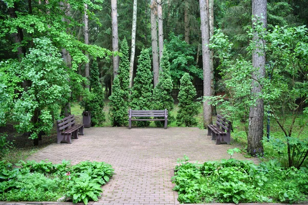 Lugares Resto Cômodo Uma Floresta Pinheiro — Fotografia de Stock