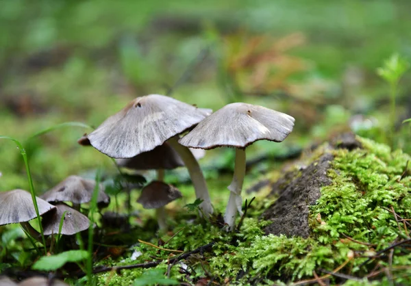 Kegel Champignons Sparren Tak Een Stilleven Een Rustieke Plank — Stockfoto