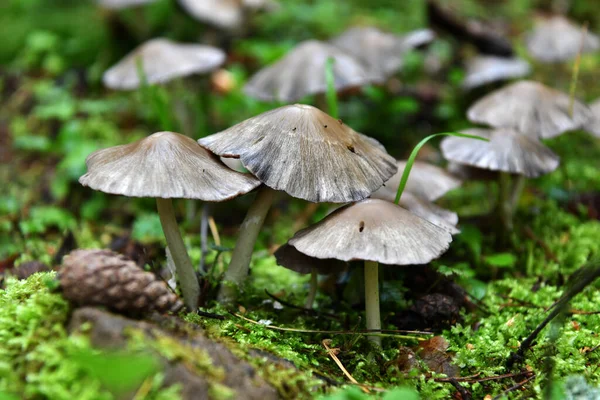 Kegel Champignons Sparren Tak Een Stilleven Een Rustieke Plank — Stockfoto