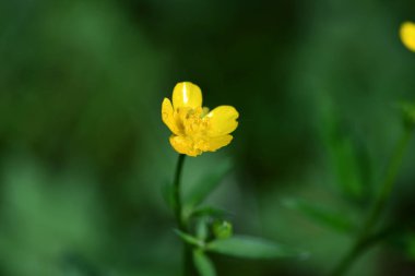 Yağmur sonrası orman çiçekleri ve bitkiler