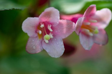 Yağmur sonrası orman çiçekleri ve bitkiler