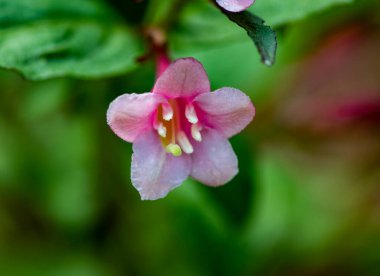 Yağmur sonrası orman çiçekleri ve bitkiler