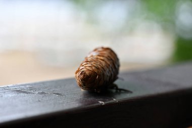 Külahta mantarlar ve ladin dalları kırsal bir tahtanın üzerinde durgun bir hayat sürüyor.