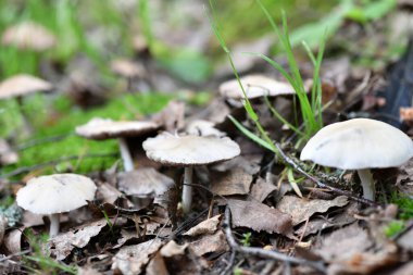Külahta mantarlar ve ladin dalları kırsal bir tahtanın üzerinde durgun bir hayat sürüyor.