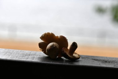 Külahta mantarlar ve ladin dalları kırsal bir tahtanın üzerinde durgun bir hayat sürüyor.