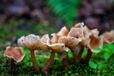 Genç mantarlar yağmurdan sonra geceleyin topraktan sürünerek çıktılar.