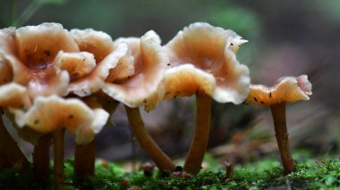 Genç mantarlar yağmurdan sonra geceleyin topraktan sürünerek çıktılar.