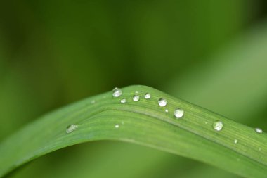 Yağmur sonrası orman çiçekleri ve bitkiler