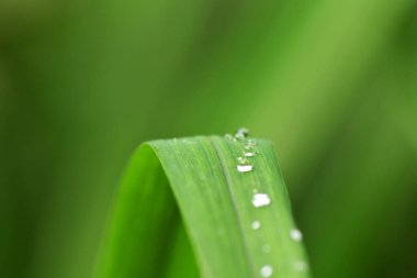 Yağmur sonrası orman çiçekleri ve bitkiler