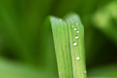 Yağmur sonrası orman çiçekleri ve bitkiler