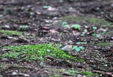 Genç ardıç kuşu ilk avına çıktı.