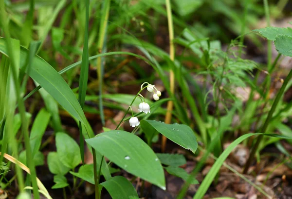 Flores Floresta Plantas Após Chuva — Fotografia de Stock