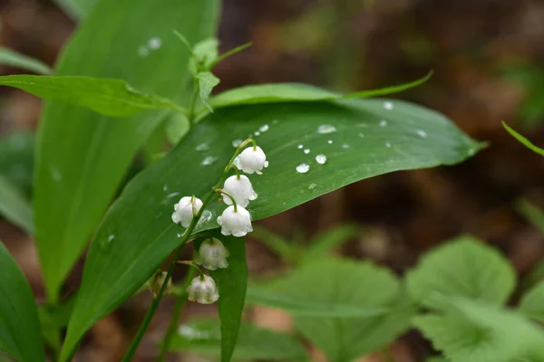 Kwiaty Leśne Rośliny Deszczu — Zdjęcie stockowe