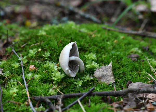 Cone Mushrooms Spruce Branch Still Life Rustic Board — Stock Photo, Image