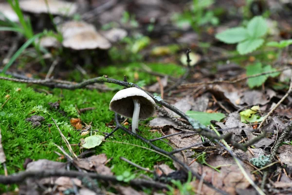 Cogumelos Cone Ramo Abeto Uma Vida Tranquila Conselho Rústico — Fotografia de Stock